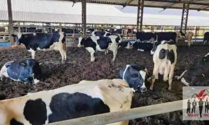 Fazenda à venda no Centro, Heliodora 