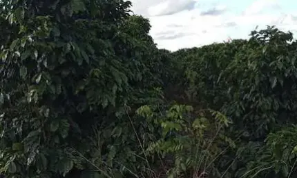 Fazenda à venda no Centro, Campestre 