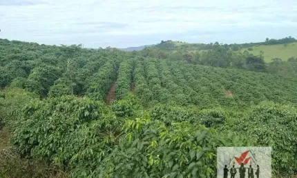 Fazenda à venda no Centro, Caconde 