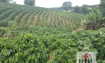 Fazenda à venda no Centro, Campestre 