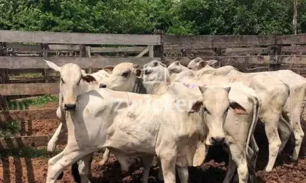 Chácara / sítio com 3 quartos à venda no Centro, Pirajuí 