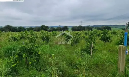 Sítio de 38.000m em Cardeal totalmente formado e produzindo