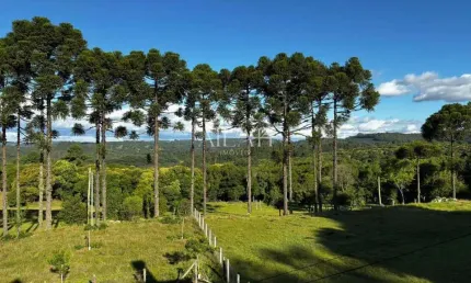 Chácara / sítio à venda na Ana Rech, Caxias do Sul 