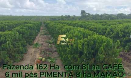 FAZENDA DE ALTO PADRÃO EM EUNÁPOLIS/BA  162 HECTARES DOCUMENTADOS 81 há de CAFÉ.