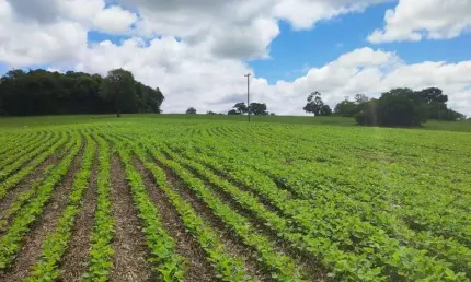 EXCELENTE SÍTIO A VENDA EM ITARARÉ - SP ??   Área Total: 24,61 Alqueires  Área de Plantio: 16 Alqueires   Restante: Reserva e App   Topografia: Semi Plana e Levemente Ondulada   Solo: Misto  Hidrograf