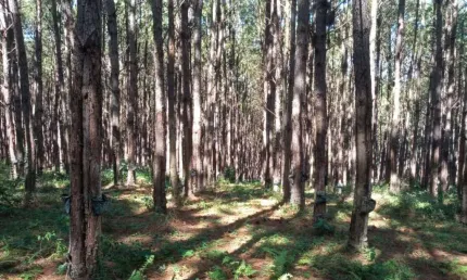 *FLORESTA DE PINUS EM CAPÃO BONITO-SP*   - Área total de 6 Alqueires   * 22 Mil Pés de Pinus   * Idade 10 anos em Diante   * Volume de 10 Mil Metros Estéreo  * Corte 100% Mecanizado   * Ótima Topograf