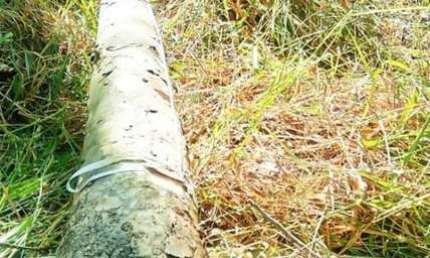 FAZENDA COM EUCALIPTO A VENDA NO ESTADO DE SÃO PAULO ??   Área Total: 106,4 Alqueires ou 257,55 Hectares   Área Com Eucalipto: 55 Alqueires ou 134 Hectares   Espécie Urograndis C/ Casca  1° Corte   12