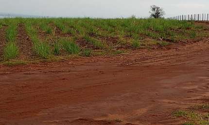 Fazenda de 500 Alqueireis paulistas, sem benfeitorias, plantada em cana sai R$ 4.000,00 o alqueire pra arrendamento.