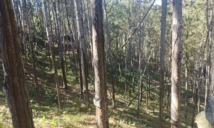 FAZENDA COM PINUS A VENDA NO ESTADO DE SÃO PAULO ?? ?   Área Total: 100 Alqueires ou 242,63 Hectares   Área em Pinus: 70 Alqueires ou 170 Hectares