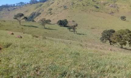 Fazenda 205,50  hectares. Toda formada .  Tem curral em concreto e fio de aço brete balança  Curral para 600 cabeças com 6 divisões.   Fazenda  com du