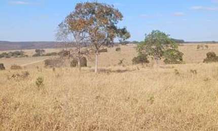 Fazenda Disponível pra Venda......No Estado de Goiás........No município de Luziania. Goiás......Valor da pedida 230.000.00 por Alqueires........ou ta