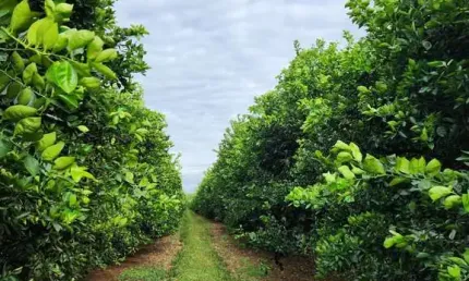 Fazenda de Luxo à Venda em Área Rural de São José do Rio Preto-SP: 3 Quartos, 1 Suíte, 3 Salas, 3 Banheiros, 5 Vagas - 1.219.680m²