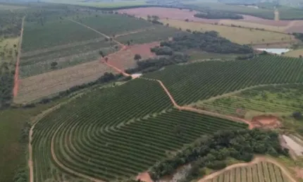 Fazenda de Laranjas 170 Alqueires   97 Alqueires em Laranja  Podendo Plantar mais 20 Alqueires   106.328,00 Pés de Laranja  Variedades: Pêra Rio, Folh