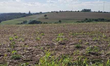 Fazenda 50 Alqueires, 40 Alqueires Plantio, Boa Topografia   Terra Vermelha a Mista   Ribeirão e Açude   Barracão Simples   Ótima Logística e Acesso