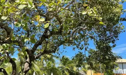 Casa Duplex 70m2 2 Dorms 1 Suíte, 1 vaga superior norte-sul Condomínio: ?acesso direto à rua da praia ?ampla área verde a beira da lagoa ?10 min à pé