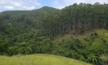Fazenda de eucaliptos 241,88 alqueires ou 585,36 hectares   aproveitamento: 145,90 alqueires ou 353,08 hectares  120 alqueires ou 290,42 hectares em e