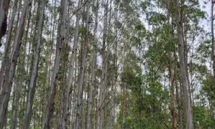 FLORESTA DE EUCALIPTO Área Total 55 Alqueires ou 134 Hectares em Eucalipto   Espécie Urograndis com Casca  Com 12 anos de idade  Volume em Torno de 50