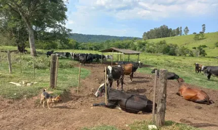 Fazenda 30 alqueires, atualmente  com gado leiteiro com a produção de 350 litros/dia, chegou a tirar 700 litros dias, Topografia: partes planas com pe