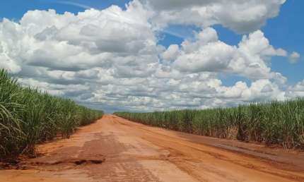 Fazenda  274 Alqueires 230 Alqueires em Cana Topografia Plana a Semi Plana Solo Mista a Vermelha Usina Viterra BioEnergia  Contrato até 2030  43,5 ton