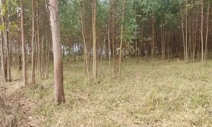Sítio Área Total de 2,65 Alqueires 2 Alqueires de Eucalipto Aproximadamente Com idade de 1,5 (Um Ano e Meio)  2° Corte Boa Topografia Córrego no Fundo