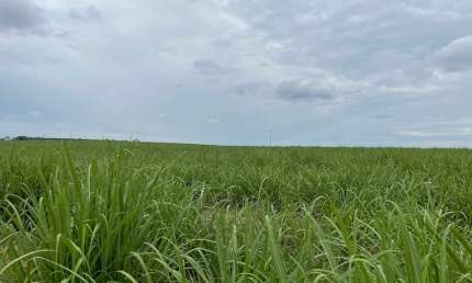 Fazenda 215 Alqueires, Área em Cana 135 Alqueires  30 Alqueires em pasto (planta cana) Arrendamento para Usina São Martinho  48 Toneladas  Contrato 20