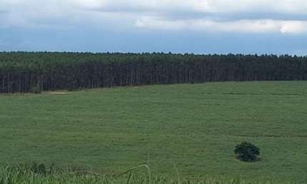 Fazenda 97 Alqueires Sendo 73 em Cana, Planta Até 80 Alqueires, Rica em Água, 2 Ribeirões, Pode fazer 2 Represas em 1 Alqueires cada p/Irrigação.