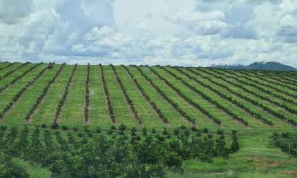 Fazenda 181 Alqueires, 141 Alqueires em Laranja, Topografia Plana e Levemente Ondulada, Terra Boa, Rica em Água, Depósitos, Fácil Acesso