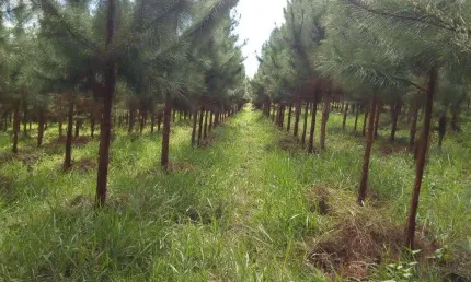 Fazenda 153 Alqueires, 95 Alqueires em Eucalipto, 28 Alqueires em Pasto, Casa Sede, Galpão, Curral, Casa de Caseiro, Ótima Localização