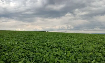 Fazenda 303 Alqueires, 182 Alqueires em Cana, 10 Alqueires em Soja, Topografia Plana e Levemente Ondulada, Terra Vermelha, Benfeitorias