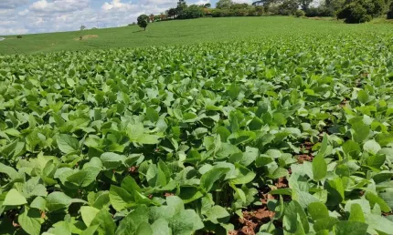 Fazenda 136 Alqueires, Plantado 110 Alqueires,Terra Mista Vermelha,Topografia Plana,Casa Sede e Caseiro,3 Barracões,Rico em Água com Açude e Nascentes