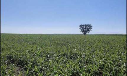 Fazenda 53 Alqueires, 12 Mil Pés de Laranja, 3 Mil Pés de Abacate, Planta 40 Alqueires, Rica em Água, 2 Casas, Ótima Localização
