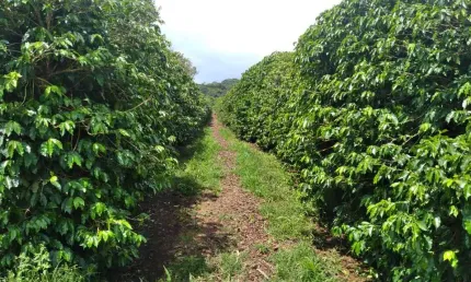Fazenda 206 Hectares, 110 Mil Pés de Café, Barracão, 2 Secadores, Maquina de Limpar, Casa Sede, Curral, Estábulo, Casa Caseiro, Ótima Localização