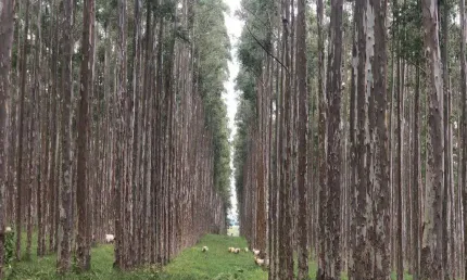 Fazenda 40 Alqueires em Eucalipto, Topografia Plana, 100% Mecanizável, Sem Benfeitorias, Ótima Localização