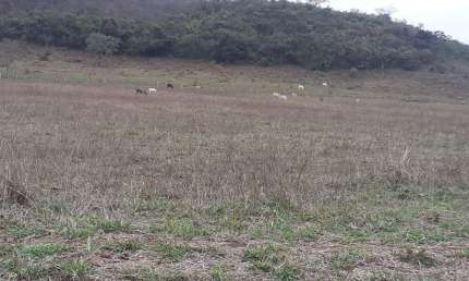 Fazenda 190 Alqueires, Rica em Água com 9 Nascentes, 100 Alqueires em Pasto, 70 Alqueires em Milho ou Soja, Casa Sede e Caseiro, Curral