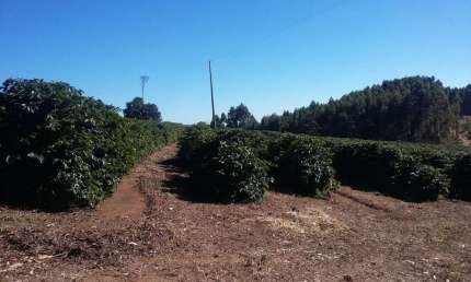 Fazenda Tripla Aptidão com 680 Hectares, 250 Mil Pés de Café, 300 Mil Pés de Eucalipto, Pasto, Barracão, Casa Sede, Rica em Água, Toda Estruturada