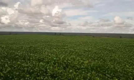 Fazenda 986 Alqueires, 227 Alqueires em Área Plantada, 206 Alqueires em Pastagem, Casas Sede e Funcionarios, Curral Completo, Barracões, Poços