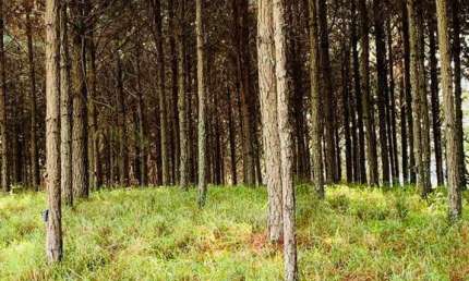Fazenda 96 Alqueires, 35 Alqueires em Pinus, Rico em Água com Açudes e Rio, Topografia Boa, 10 Alqueires em Eucalipto, Casas Sede e Caseiro, Barracão