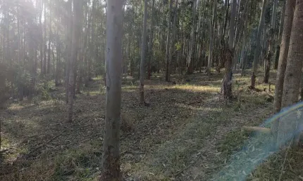 Sítio 14,5 Alqueires, 9 Alqueires em Eucalipto, 3 Alqueires em Pasto, Casa Sede Boa, Casa de Caseiro, Curral, Ótima Localização