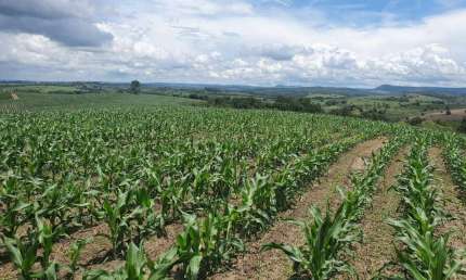 Fazenda 125 Alqueires, Aproveitamento de 70% em Lavoura, Solo Misto, Boa de Água com Rio, 80% de Aproveitamento em Eucalipto, Casa Sede