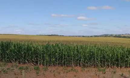 Sítio 28 Alqueires, Rico em Água com Açude, Acesso Asfaltado, 25 Alqueires em Plantio, Topografia Plana, Terra Vermelha, Casa de Caseiro