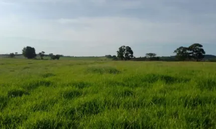 Sítio 16,5 alqueires, rico em água com corrego, 13 alqueires em área para plantio, boa topografia, solo misto, casa simples,balança,cocheiro,mangueira