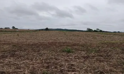 Sítio 13,5 Alqueires, 9,5 Alqueires Plantado, Terra Vermelha, Topografia Plana, Ribeirão, Sem Benfeitorias, Ótima Localização