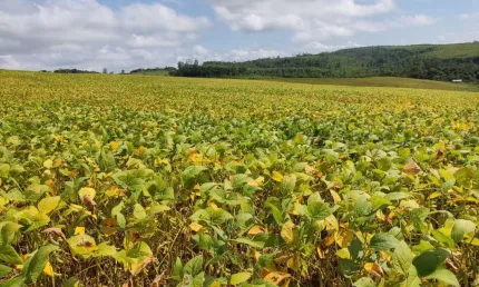 Sítio 4 alqueires plantado 3,5 alqueires, ótima localização