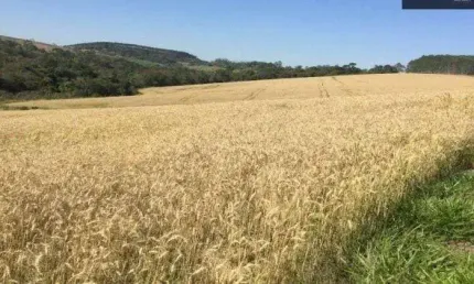 Fazenda 67 Alqueires, Rica em Água com Lagos e Nascentes, 35 Alqueires Plantados, Dupla Aptidão, Topografia Boa, Terra Mista e Vermelha, Casa Simples
