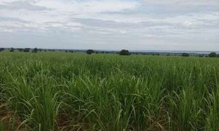 EXCELENTE FAZENDA COM CANA EM PANORAMA-SP ??   Área Total 272 Alqueires   80% em Cana  Restante Reserva e App   Arrendada a 42 toneladas por alqueir