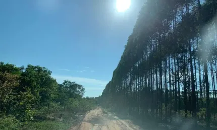 FAZENDA COM EUCALIPTO A VENDA EM MINAS GERAIS - MG ??   - localizada em Brasilândia-MG * Área Total 14.600 Hectares  * 800 Hectares no ponto de cort
