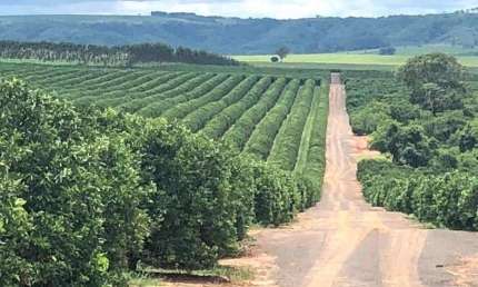 Fazenda 350 Alqueires, 280 Alqueires em Laranja   * 420.000 Mil Pés de Laranjas  * 33% Plantado: Hamilin, Rubi e Peneaple  * 33% Plantado: Média