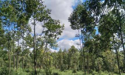 Sítio 10 Alqueires, Rica em Água com Corrego, Planta 5 Alqueires em Eucaliptos, Sem Benfeitorias, 10 Km da Cidade