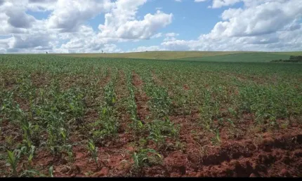 Fazenda 152 alqueires, boa de água com riachos e poços naturais, 110 alqueires em área plantada, 12 alqueires em pasto, casa sede e caseiro, galpão