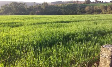 Fazenda 46 Alqueires, Rica em Água com Rio, 22 Alqueires em Plantio, 10 Alqueires em Eucalipto, Aproveitamento de 70%, Casa Sede e Casa de Caseiro